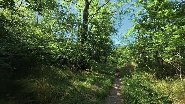 Brown red tricolor Australian Shepherd dog walking along a forest trail in slow motion. Nature, pet companionship and outdoor adventure concept