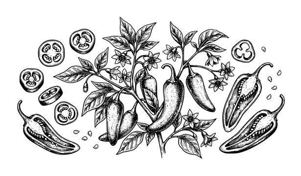 Hand Drawn Chili Pepper Plant with Fresh Peppers and Slices Illustration