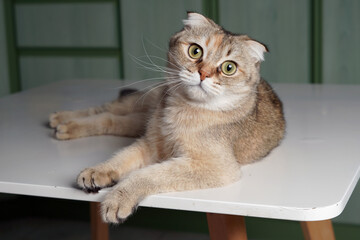 cute cat portrait © Ahmed J.R