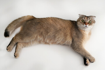 cute cat portrait © Ahmed J.R