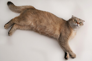 cute cat portrait © Ahmed J.R