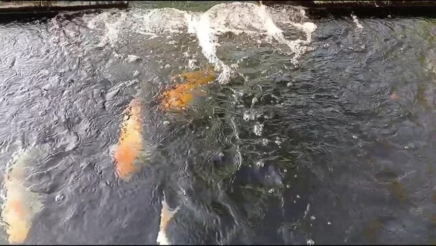 Koi fish kept in an artificial pond in a garden with a water pump circulating which produces fast flowing water, hobby of keeping ornamental fish, healthy pond water circulation