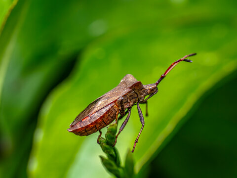 Brown Brown Squash Bug on Green Leaf