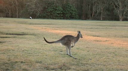 Kangaroo Hopping Across a Grassy Field at Sunset in Australia © blueringmedia