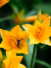 yellow flower with a wild Bee  © Stefan Zimmer 