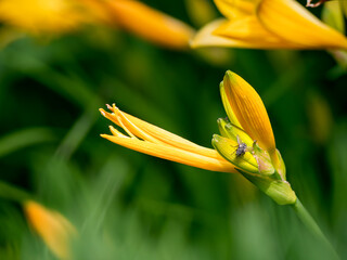 yellow tulip flower with a fly, © Stefan Zimmer 