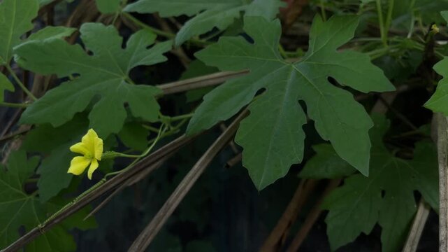 bitter gourd flower bangladeshi 2026