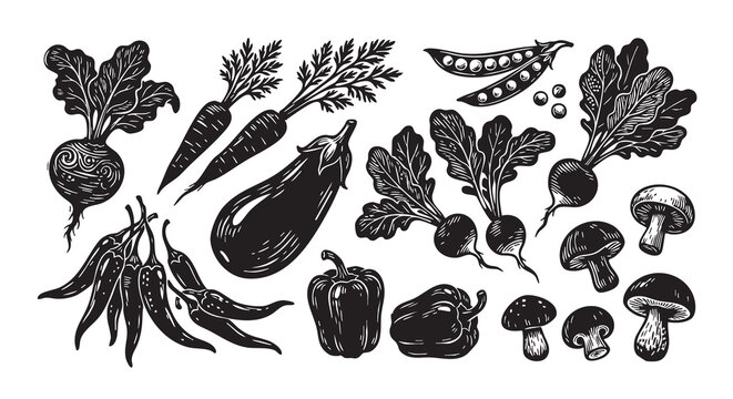 Vintage-style Vegetable Illustration With Root Vegetables And Pods