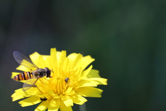 eine Nahaufnahme einer Hainschwebfliege (Episyrphus balteatus) auf einer leuchtend gelben Bl&uuml;te