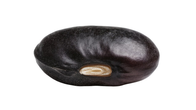 Isolated single black turtle bean, nutrient-rich legume, healthy food ingredient for cooking