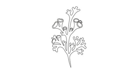 Fototapeta premium Minimalist black and white line art illustration of a branching lichen or moss structure with cup-shaped details, isolated on a white background for botanical design projects.