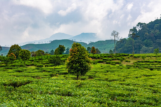 Lush green tea plantations in Puncak, Bogor, West Java, Indonesia.