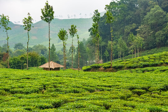 Lush green tea plantations in Puncak, Bogor, West Java, Indonesia.