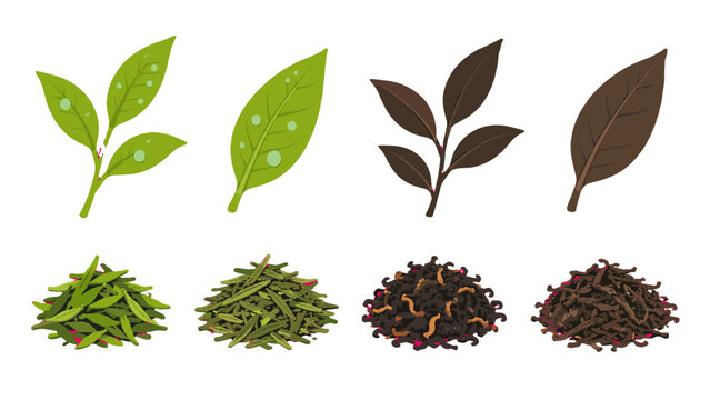 Tea leaves and dried tea varieties vector set on white