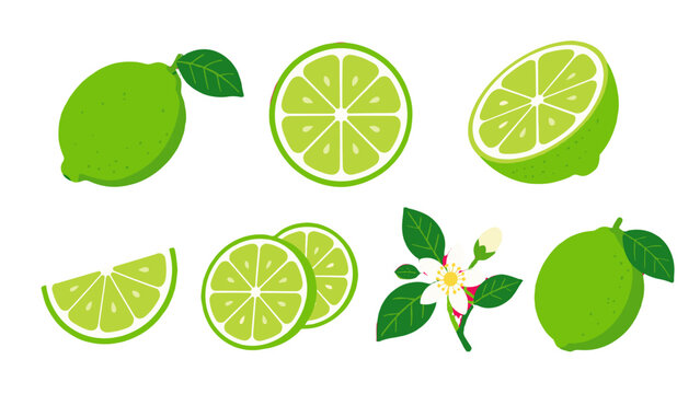 Set of lime fruits slices leaves and blossom in flat vector style