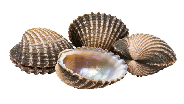 Isolated collection of four beautiful cockle seashells, one open with a shiny inner surface