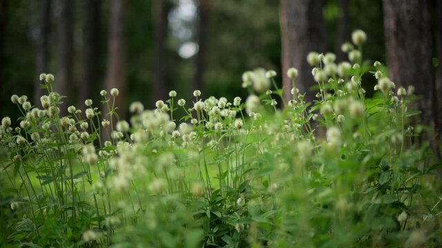 White clover flowers blooming in meadow grass with swirly bokeh