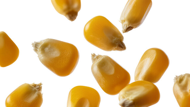Isolated yellow corn kernels falling and scattered, close-up view of fresh dry maize grains