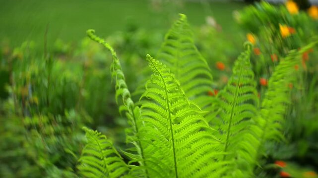 Lush green fern leaves in forest