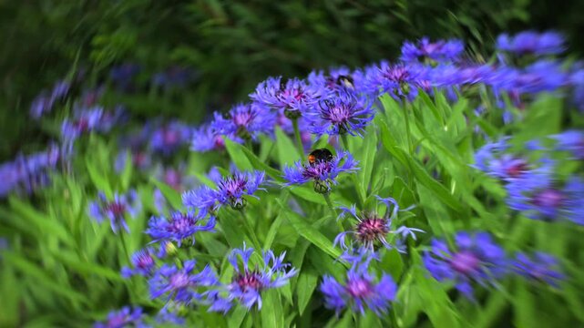 Bumblebees on blue cornflowers with dreamy swirling bokeh
