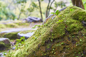 A close-up photograph of a moss-covered rock in a lush Japanese garden setting. The foreground features a large boulder blanketed with vibrant green moss and small sprouting plants with delicate © Andrius