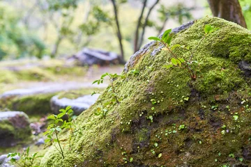 Fototapete Badezimmer A close-up photograph of a moss-covered rock in a lush Japanese garden setting. The foreground features a large boulder blanketed with vibrant green moss and small sprouting plants with delicate  © Andrius