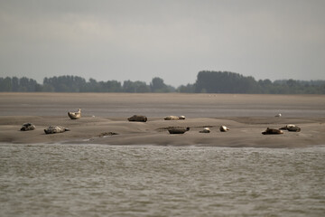 Phoque gris, © JAG IMAGES