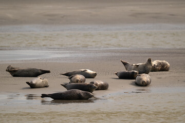 Phoque gris, © JAG IMAGES