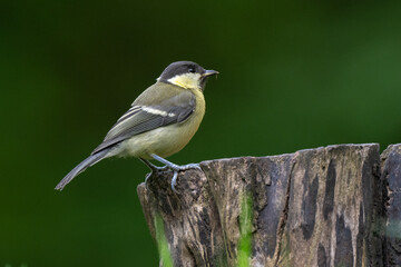 Mésange charbonnière, © JAG IMAGES