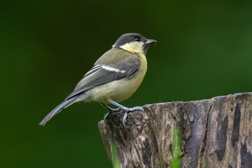 Mésange charbonnière, © JAG IMAGES