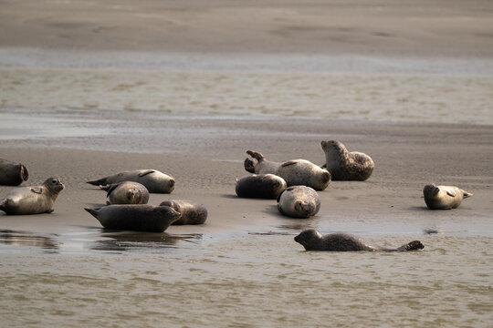 Phoque gris,