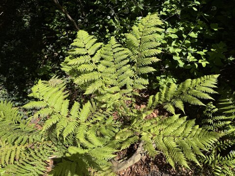 Golden tree fern (Dicksonia fibrosa), Woolly tree fern, Goldener Baumfarn, Filziger Taschenfarn, Whekī-ponga, Wheki-kōnga, Kurīpākā, Kurīpākā, Pūnui, Tūkirunga, Wheki-kohoonga