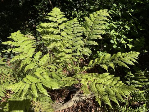 Golden tree fern (Dicksonia fibrosa), Woolly tree fern, Goldener Baumfarn, Filziger Taschenfarn, Whekī-ponga, Wheki-kōnga, Kurīpākā, Kurīpākā, Pūnui, Tūkirunga, Wheki-kohoonga