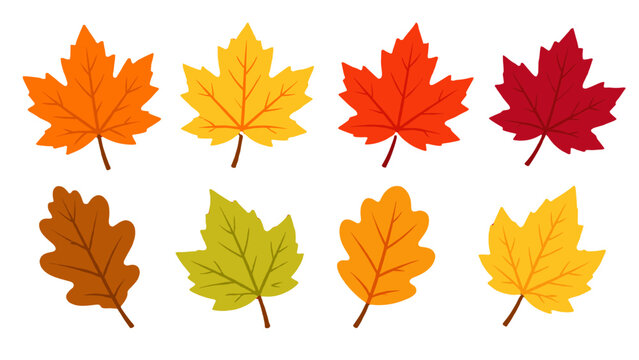 Set of colorful autumn leaves isolated on white background