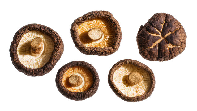 Isolated dried shiitake mushrooms, savory gourmet Asian food ingredient, organic edible fungi