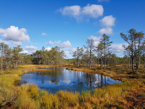Beautiful bog lake landscape in Estonia