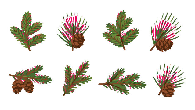 Set of hand drawn conifer branches and pine cones