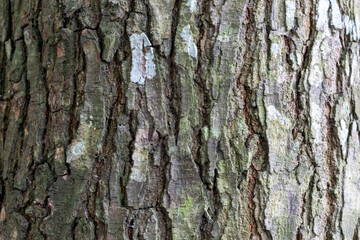 Fototapeta premium Closeup of rough tree bark texture with vertical ridges and lichen