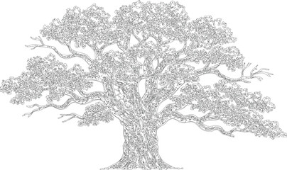 Fototapeta premium Detailed outline of large ancient oak tree with sprawling branches and dense leafy canopy on transparent background.