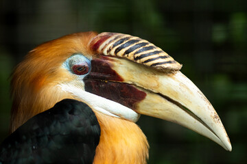 Close up of Papuan Hornbil, Blyth’s Hornbill. © Gigih