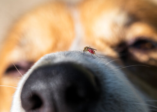 close-up insect mosquito drinking blood on dog's nose
