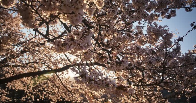 Slow, tracking shot across silhouetted spring cherry blossom tree at sunrise