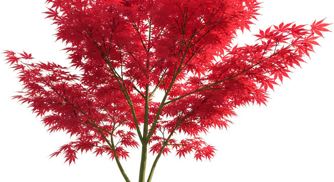 Red Maple Tree Branch Isolated