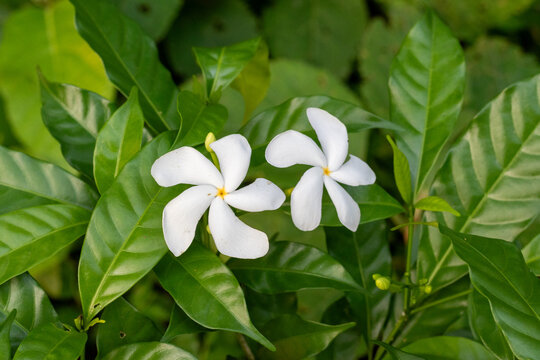 Two white tabernaemontana divaricata flowers blooming among green leaves