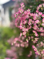 Obraz premium pink and white flowers