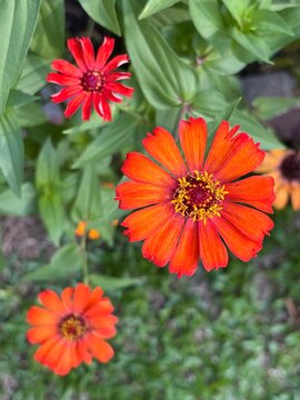 Top-down close-up of vibrant orange Zinnia flowers blooming in a lush green garden