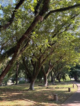 Row of old tropical rain trees alongside a paved pathway in a scenic public park