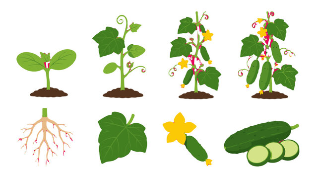 Cucumber plant growth stages with roots leaves flowers and fruit