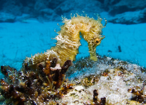 Seahorse Hippocampus guttulatus from Cyprus