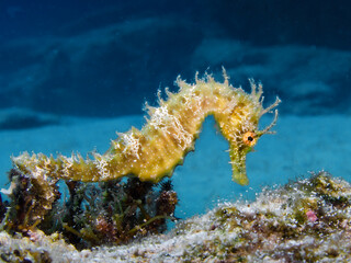 Seahorse Hippocampus guttulatus from Cyprus © Sakis Lazarides